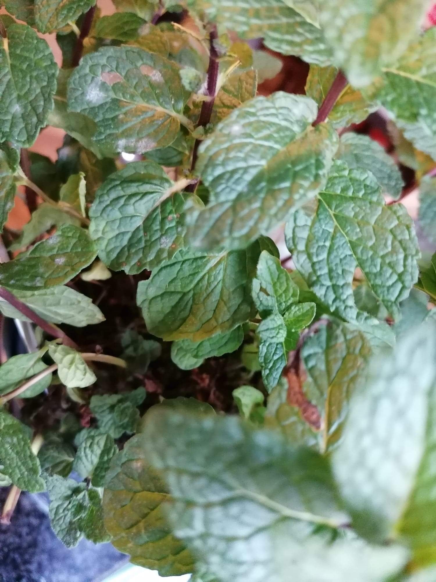 Molde Folha Ervas Aromáticas - My Sweet Garden