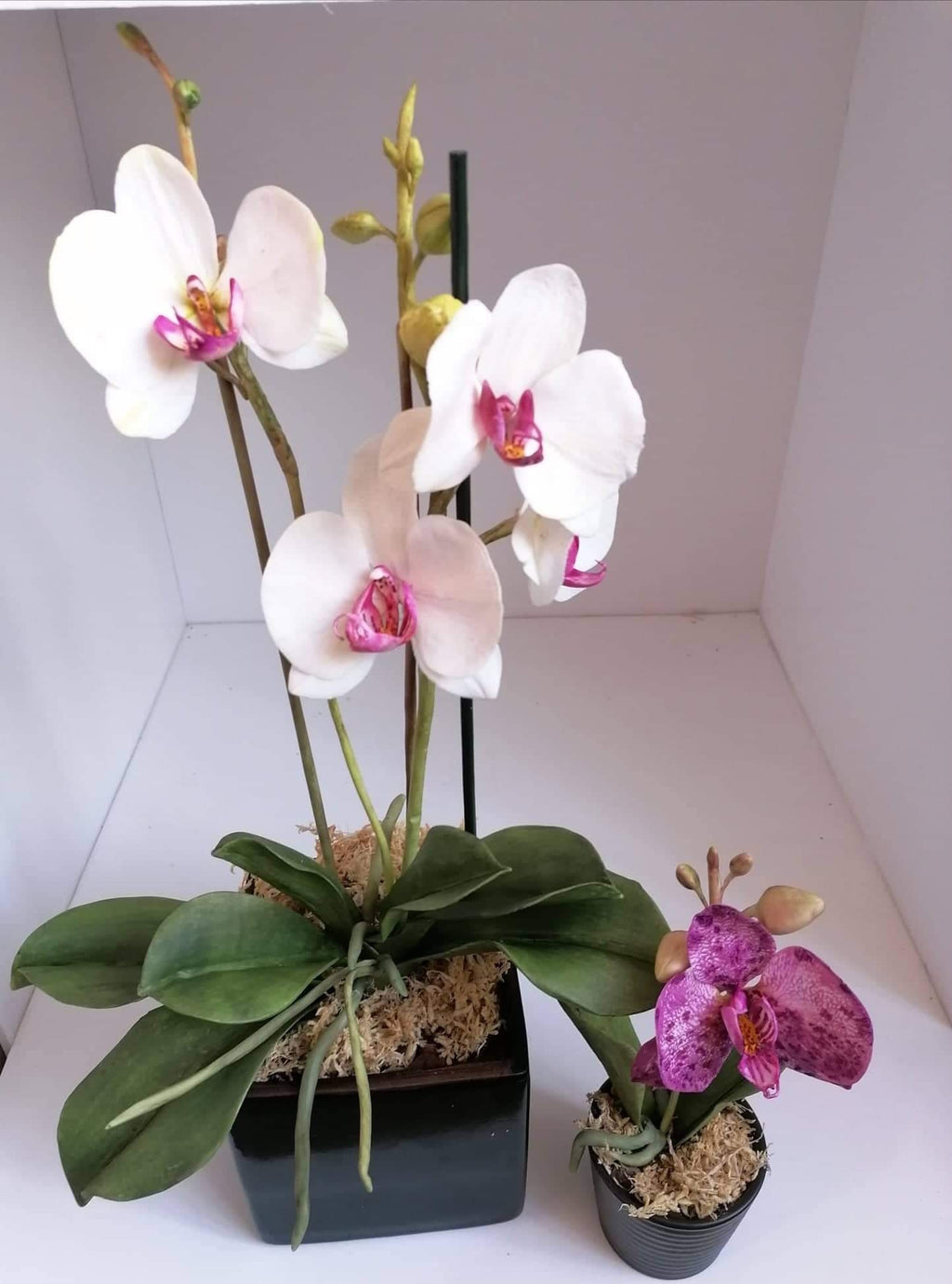 Molde Orquídea Phalaenopsis - My Sweet Garden