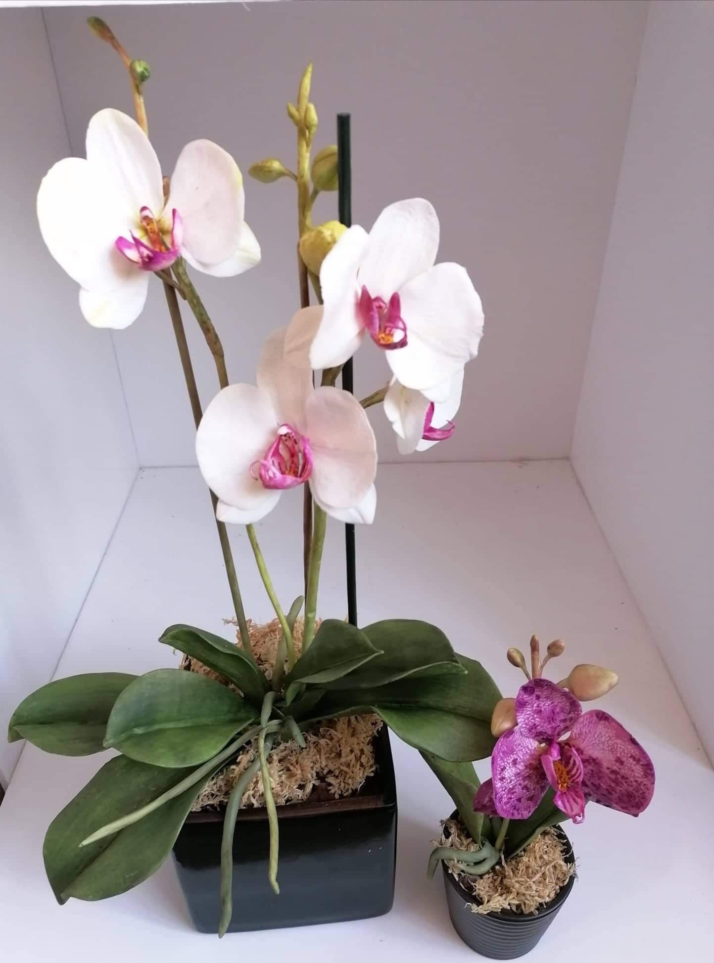 Molde Orquídea Phalaenopsis - My Sweet Garden