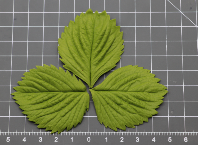Molde MondMohn Folha Morangueira