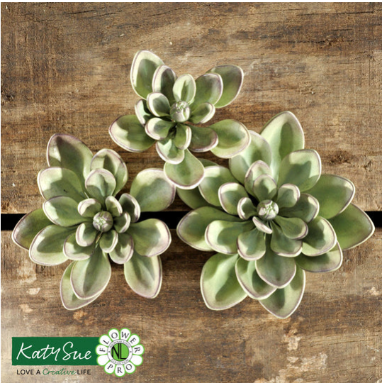 Katy Sue Molde Flores Suculentas Pro