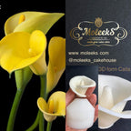 Moleeks 3D Set Moldes Flores - Exclusive