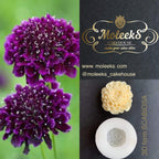Moleeks 3D Set Moldes Flores - Exclusive