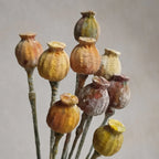 Katy Sue-Flower Pro Papoula