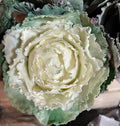 Molde de Couve - My Sweet Garden