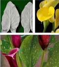 Moleeks Flower Veiner Folha de Jarro