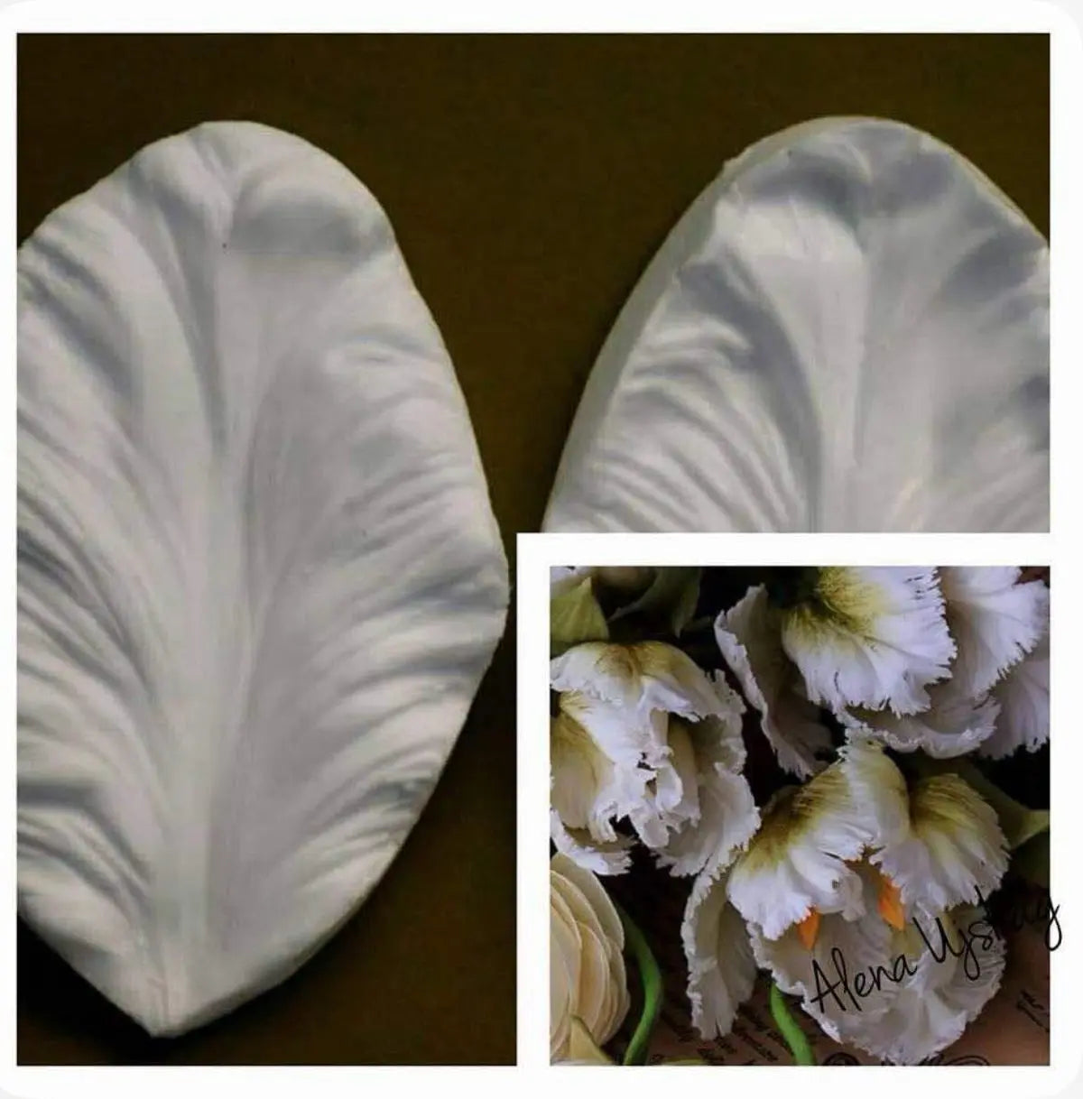Moleeks Veiner Tulipa e Peónia